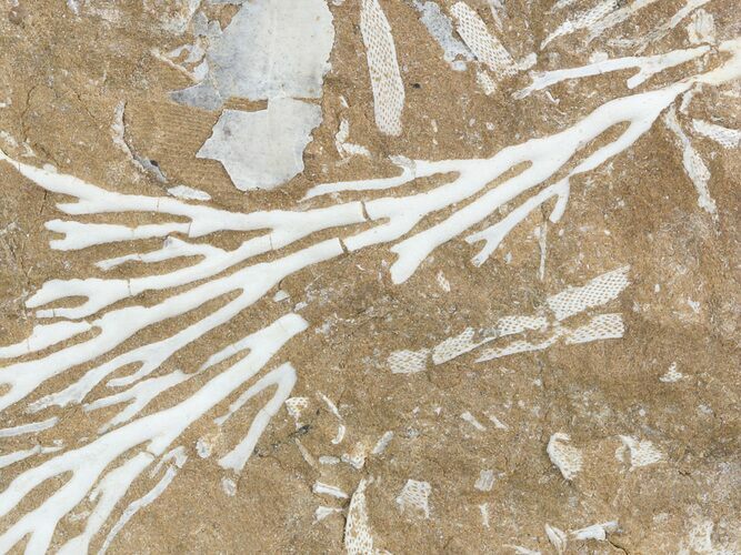 Ordovician Bryozoan (Pseudohornera) Plate - Estonia #47468